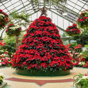 A Christmas tree-shaped display made of beautiful Poinsettia flowers at the Niagara Parks' annual Poinsettia Show, showcasing vibrant holiday colors.